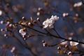 Prunus cerasifera-2 Śliwa wiśniowa